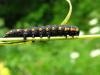 76109 – Photo : Daniel INGREMEAU – France (65)
