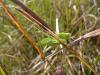 76636 – Photo : Fred More – France (44)