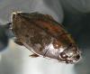 Dineutus sp.