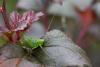 76127 – Photo : Patrick Nourdin – France (22)