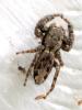 76809 – Photo : Druet Nicole – Belgique