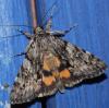 76327 – Photo : alain Roujas – France (31)