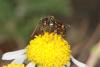 76685 – Photo : eudemis – France (33)