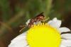 76682 – Photo : eudemis – France (33)
