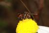 76681 – Photo : eudemis – France (33)