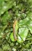 76568 – Photo : alain Roujas – France (31)