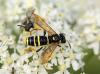 76800 – Photo : patrick derennes – France (77)