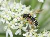 76771 – Photo : patrick derennes – France (77)