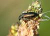 76144 – Photo : patrick derennes – France (44)