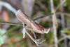 76703 – Photo : Bejac – France (63)