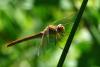 76068 – Photo : Bernard DELEFOSSE – France (01)