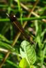 76516 – Photo : Bernard DELEFOSSE – France (07)