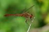 76919 – Photo : Bernard DELEFOSSE – France (26)