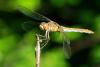 76923 – Photo : Bernard DELEFOSSE – France (26)