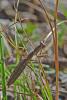 76922 – Photo : Bernard DELEFOSSE – France (84)