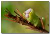 76439 – Photo : DUBOIS Yves – France (01)