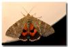 76041 – Photo : DUBOIS Yves – France (01)