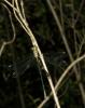 76128 – Photo : Michel Renou – France (34)