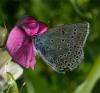 76374 – Photo : Pelouard – France (05)