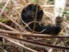 76641 – Photo : Fred More – France (44)