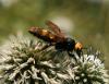 76754 – Photo : Guillaume AUBIN – France (84)