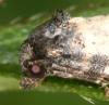76459 – Photo : Pelouard – France (72)