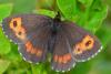 76594 – Photo : gyps – France (38)