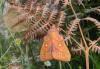 76474 – Photo : Noushka – France (31)