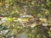 76047 – Photo : David Adam – France (50)