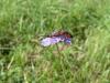 76045 – Photo : David Adam – France (25)