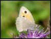 76597 – Photo : Michel Augustyniak – France (26)