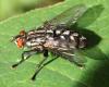 Sarcophaga sp.