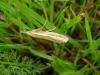 76664 – Photo : Dominique THAUVIN – France (45)