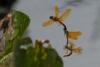 76996 – Photo : Denis Gaschignard – Guyane française