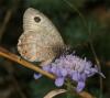76506 – Photo : Pelouard – France (12)