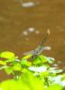 76432 – Photo : Pierre SENGEZ – France (67)