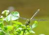 76433 – Photo : Pierre SENGEZ – France (67)