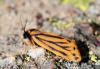 76410 – Photo : Pierre SENGEZ – France (05)