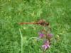 Sympetrum meridionale