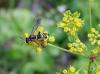 76766 – Photo : Vincent VALLI – France (10)