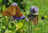 76537 – Photo : C.gager – France (25)