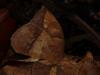 76479 – Photo : Alexandre Vinot – Guyane française