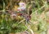 76960 – Photo : Noushka – France (31)