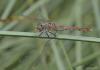 76796 – Photo : Noushka – France (31)
