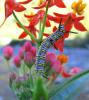 76178 – Photo : Alain BLED – Réunion (La)