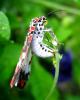 76044 – Photo : Alain BLED – Réunion (La)