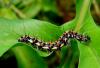 76046 – Photo : Alain BLED – Réunion (La)