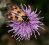 76837 – Photo : Pelouard – France (05)