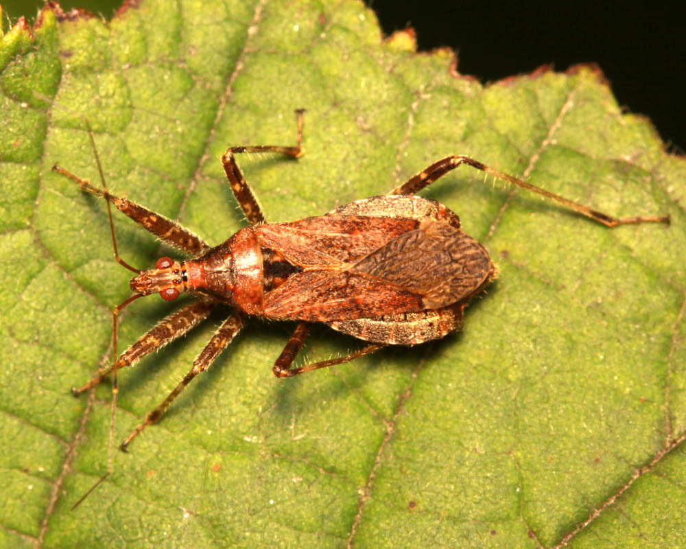 Vincent Derreumaux - Himacerus (Himacerus) apterus - réf. 76051 (1000 x 800 pixels, 161 ko)