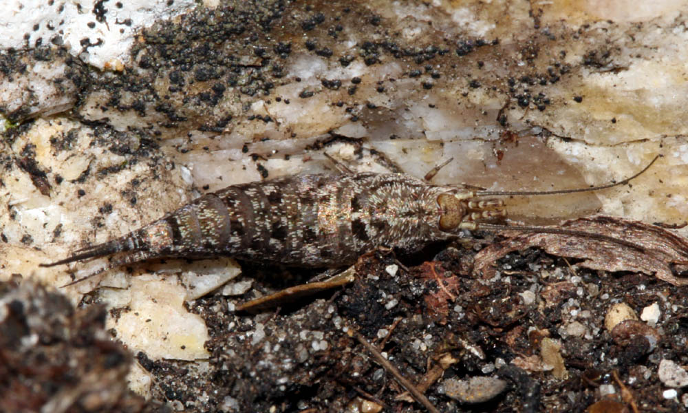 Vincent Derreumaux - Machilinus rupestris - réf. 76958 (1000 x 600 pixels, 169 ko)